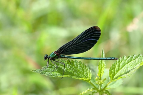 Beautiful Demoiselle