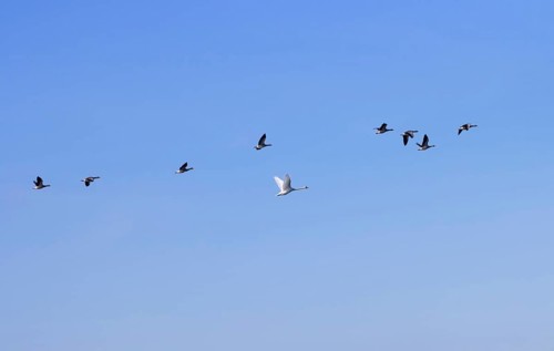 Eight grey geese and a swan