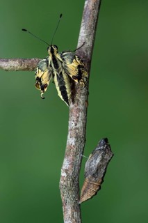 Swallowtail butterfly