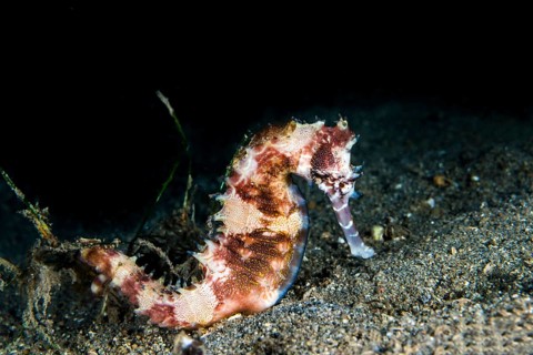 Spiny Seahorse