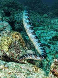 Colubrine sea krait