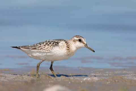 Sanderling