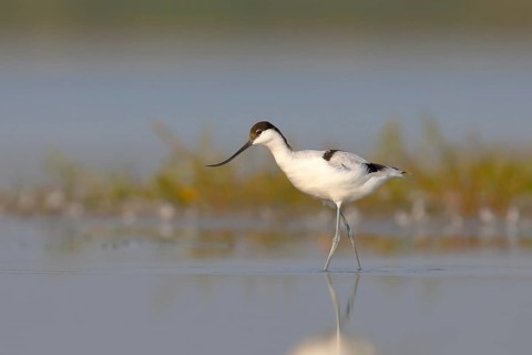 Avocet