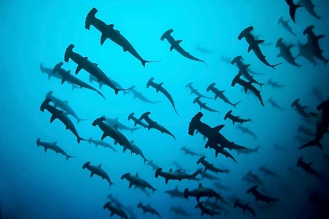 Fish school