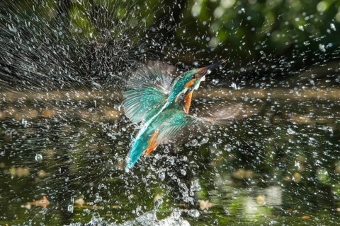 Busted Common kingfisher