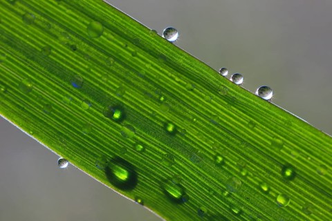 Blade of grass with dew drops