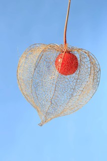 Bladder cherry