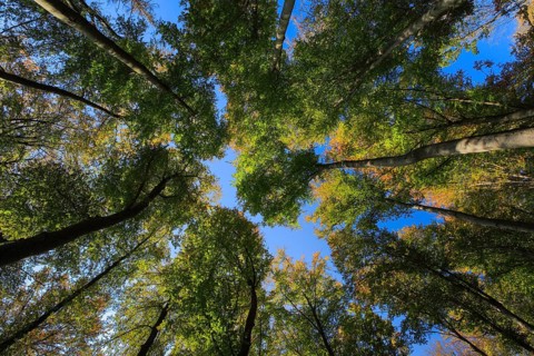 Beech forest in autumn