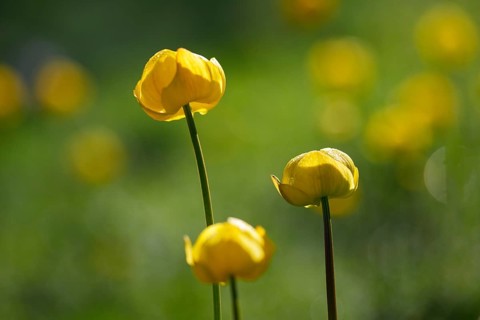 Troll flower