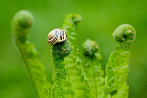 Hain ribbon snail