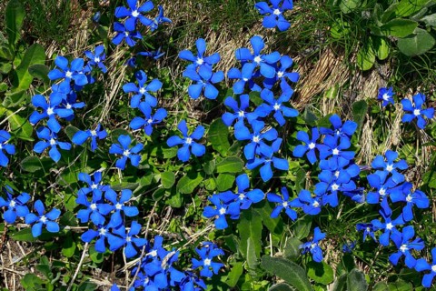 Spring Gentian