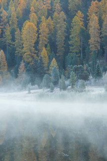 Larch and spruce forest on Lake Stazersee
