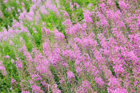 Narrow-leaved willowherb