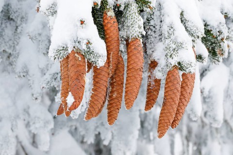 Fir cone with hoarfrost