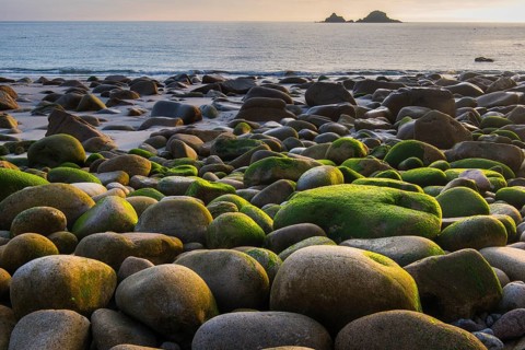 Stones overgrown with algae