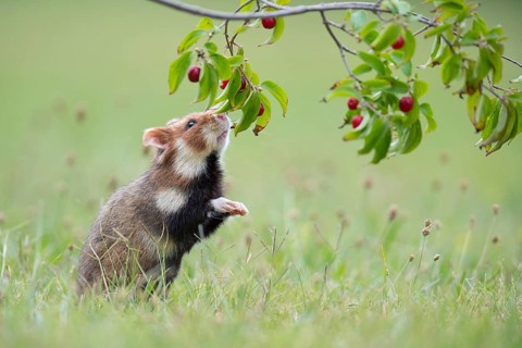 European hamster