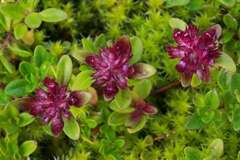 Wild thyme