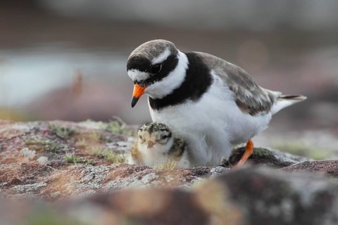 Little Ringed Plover with chicks