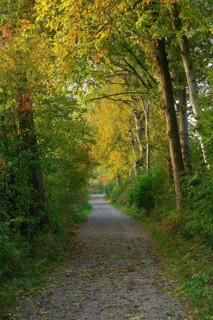 Forest path at the Pfaeffikersee