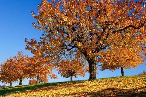 Cherry trees in autumn