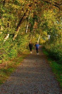 Forest path at the Pfaeffikersee