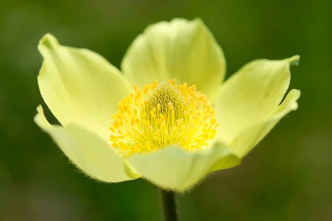 Yellow Alpine cowbell