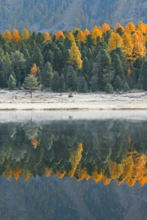 Larch and spruce forest on Lake Stazersee