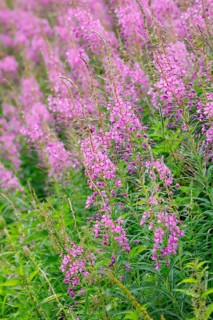 Narrow-leaved willowherb