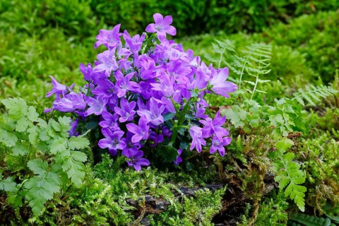 Dalmatian Bellflower