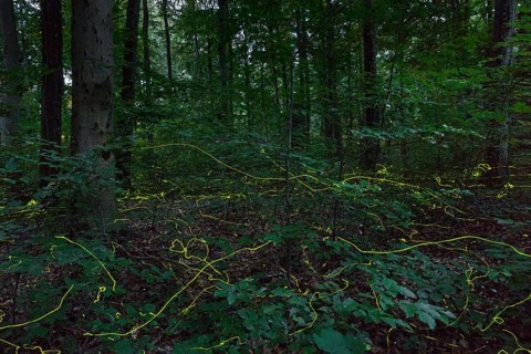 Fireflies in the forest