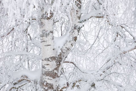 Birch with hoarfrost