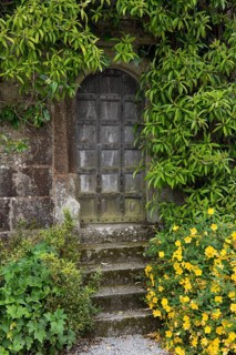 Old wooden door ingrown with plants