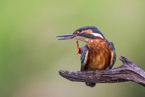 Common kingfisher