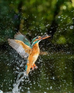 Busted Common kingfisher