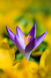 Crocus