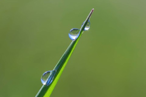 Blade of grass with dew drops