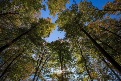 Beech forest in autumn