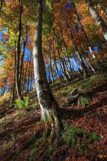 Beech forest in autumn
