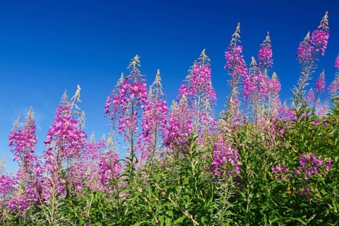 Narrow-leaved willowherb
