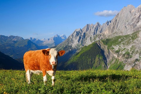 Domestic cattle