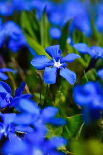 Spring Gentian