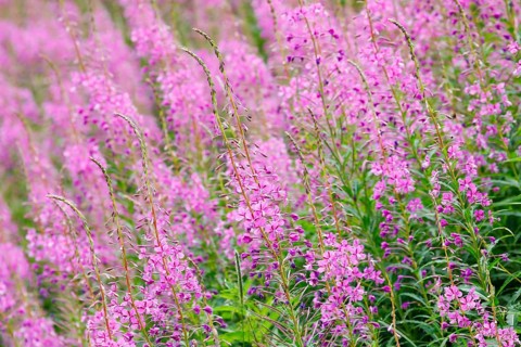 Narrow-leaved willowherb