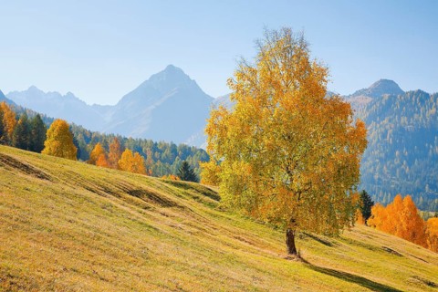 Birch