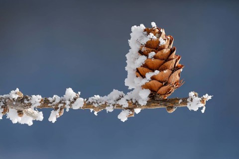 Larch cone with hoarfrost