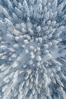 Winterwald