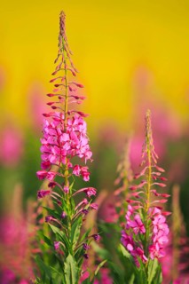 Narrow-leaved willowherb