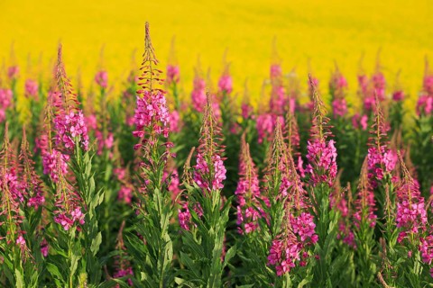 Narrow-leaved willowherb