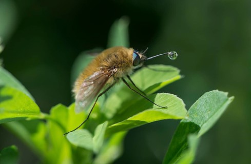 Wool float
