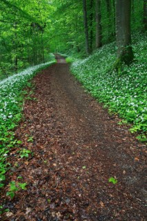 Deciduous forest with flowering Ramsons