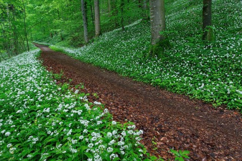 Deciduous forest with blooming wild garlic in spring